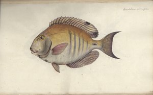 Chaetodon Chirurgus