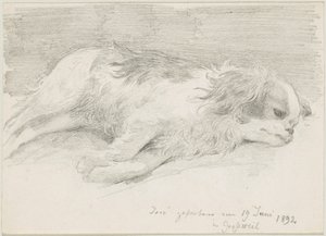 Dog Studies