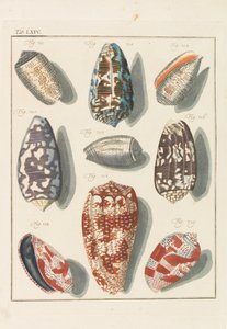 New Systematic Conchylien-Cabinet by Friedrich Heinrich Wilhelm Martini