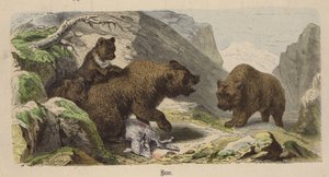Bear