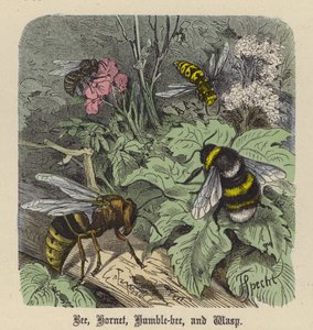 Bee, Hornet, Humble-bee, and Wasp