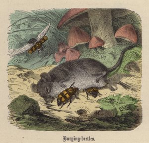 Burying-beetles