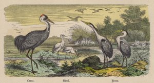 Crane, Stork, Heron