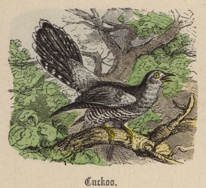 Cuckoo by Friedrich Specht