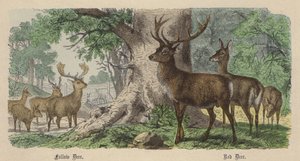 Fallow Deer, Red Deer by Friedrich Specht