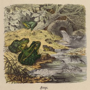Frogs by Friedrich Specht