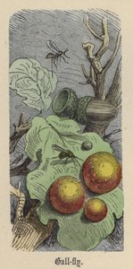 Gall-fly