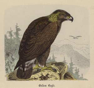 Golden Eagle by Friedrich Specht