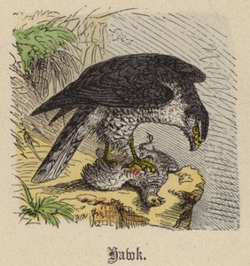 Hawk by Friedrich Specht