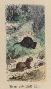 House and Field Mice by Friedrich Specht