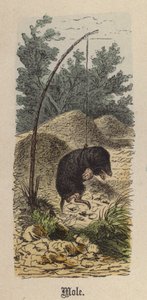 Mole by Friedrich Specht
