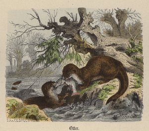 Otter