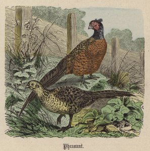 Pheasant