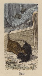 Rats by Friedrich Specht