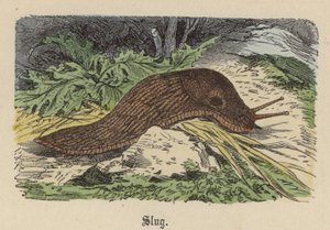 Slug by Friedrich Specht