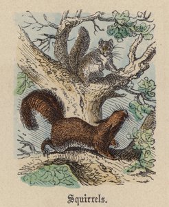 Squirrels by Friedrich Specht