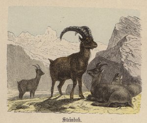 Steinbok by Friedrich Specht