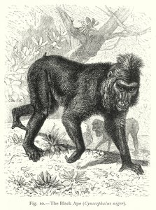  by Friedrich Specht