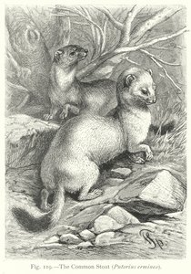  by Friedrich Specht