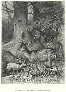  by Friedrich Specht