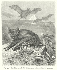  by Friedrich Specht