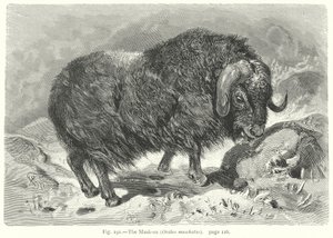  by Friedrich Specht