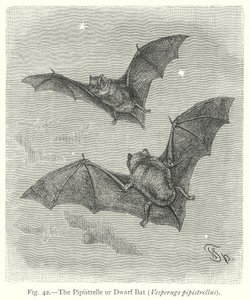  by Friedrich Specht