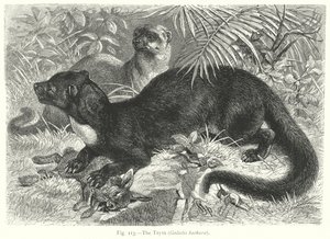 The Tayra (Galictis Barbara) (engraving) by Friedrich Specht