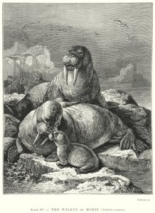  by Friedrich Specht