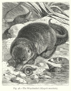  by Friedrich Specht