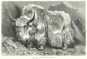  by Friedrich Specht