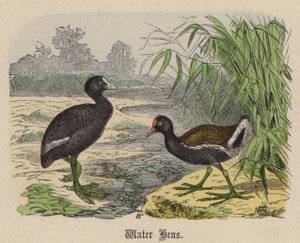 Water Hens
