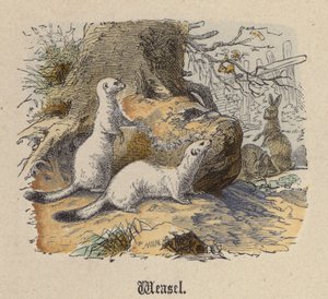 Weasel by Friedrich Specht