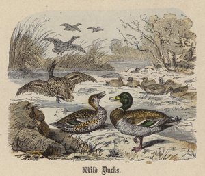 Wild Ducks by Friedrich Specht