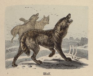 Wolf