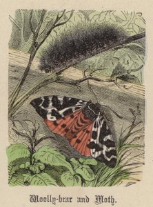 Woolly-bear and Moth