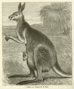 Kangaroo and Young