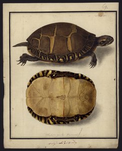 Chrysemys Picta by Friedrich Wilhelm Wunder