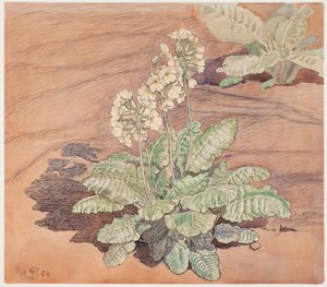 Growing Cowslip in Sunshine by Fritz Syberg