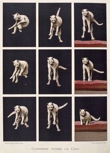 How a Cat Falls, from Les Dernieres Merveilles de la Science by Daniel Bellet by G. Lasellaz