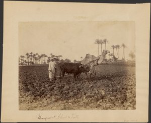 Camel Ploughman by G. Lekegian