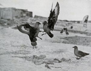 Skua Gulls Fighting Over Some Blubber
