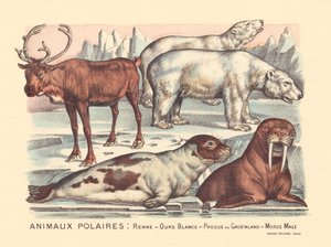 Page 14: Polar Animals: Reindeer, Polar Bears, Harp Seal, Male Walrus