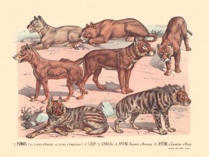 Page 13: Pumas or Silver Lions or American Lions, Wolf, Jackal, African Barred Hyena, Asian Mane Hyena