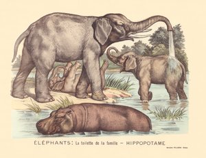 Elephants: The Toilet of the Hippopotamus Family by Gabriel Gostiaux