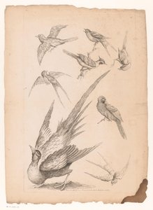 Eight Chinese Birds, Including Possibly Birds of Paradise
