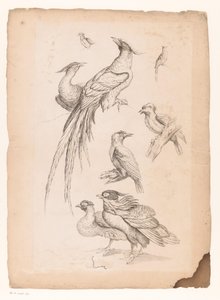 Eight Chinese Birds, Including Possibly Birds of Paradise