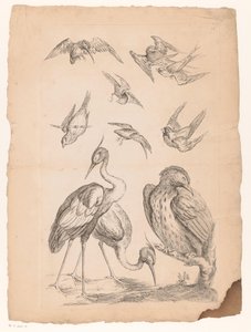 Ten Chinese Birds, Including Two Herons and a Kingfisher by Gabriel Huquier (attributed to)
