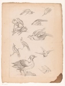Fourteen Chinese Birds, Including Ducks and Kingfishers