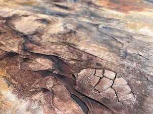 Cracked Earth Texture
